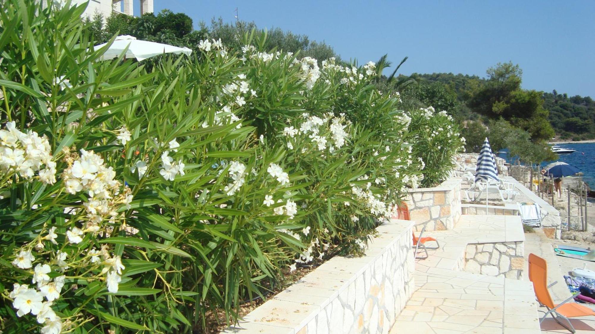 Apartments Niana With Heated Seawater Swimingpool Donji Okrug  المظهر الخارجي الصورة